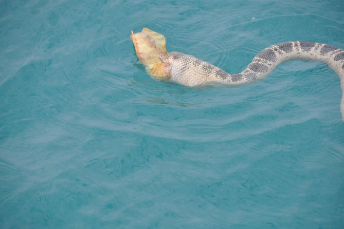 Snubfin Dolphin Eco Cruise from Broome - Boom net swimming: the highlight, with smart conditions