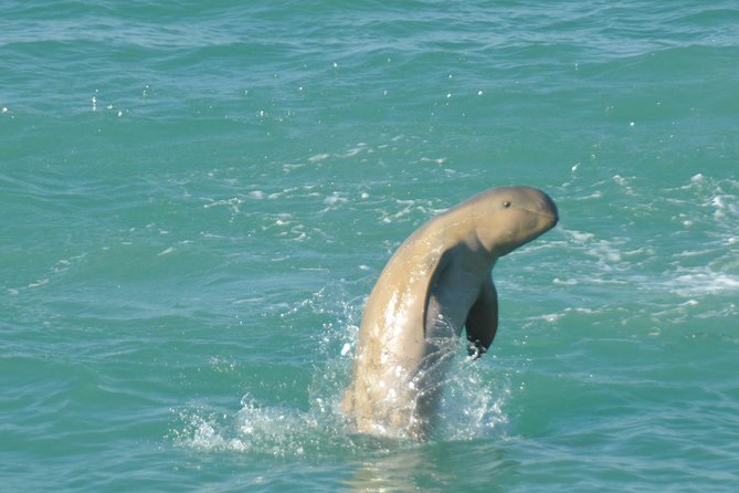 Snubfin Dolphin Eco Cruise from Broome - The half-day schedule: how the Roebuck Bay search actually plays out