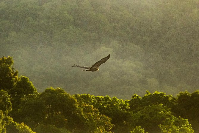 Solar Whisper Daintree River Crocodile and Wildlife Cruise - How the guide helps you spot crocs, birds, and frogs