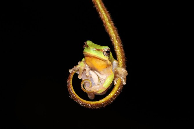 Solar Whisper Daintree River Crocodile and Wildlife Cruise - Tea, coffee, and the comfort factor you should not ignore