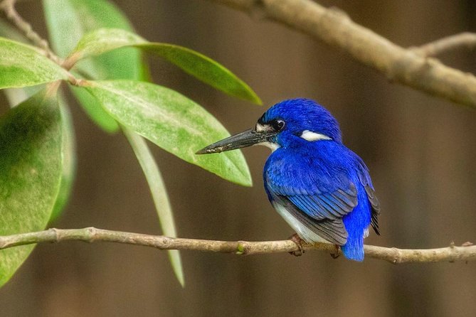 Solar Whisper Daintree River Crocodile and Wildlife Cruise - Crocodile spotting: what success looks like, and what to expect