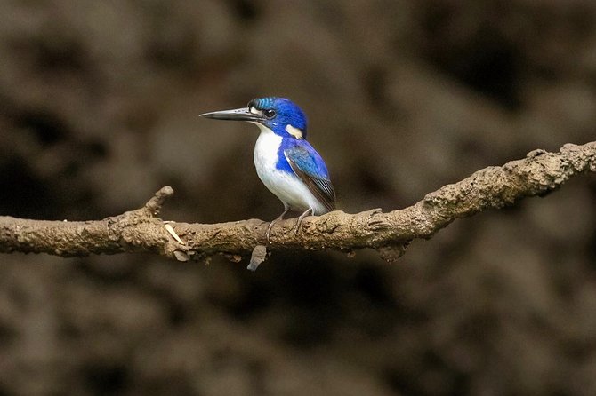 Solar Whisper Daintree River Crocodile and Wildlife Cruise - Beyond crocs: birds, frogs, snakes, crabs, and fish
