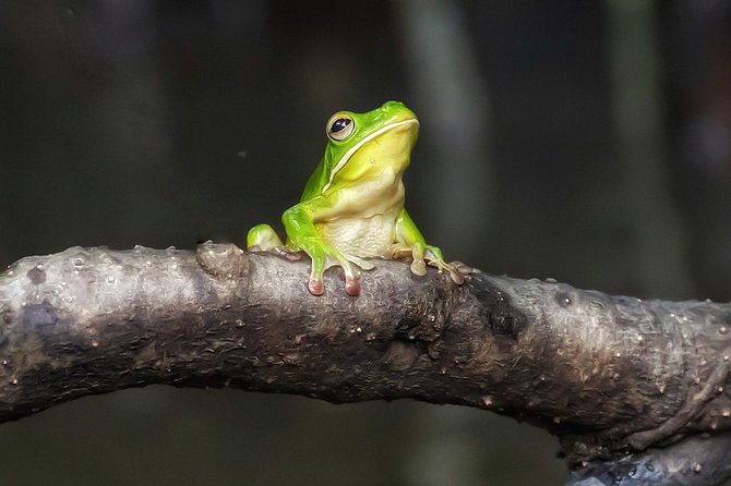 Solar Whisper Daintree River Crocodile and Wildlife Cruise - One hour on Julaymba: what the cruise is really doing