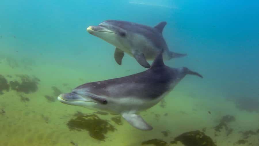 Sorrento: Dolphins & Seals Snorkeling Cruise w/ Lunch - Key highlights at a glance