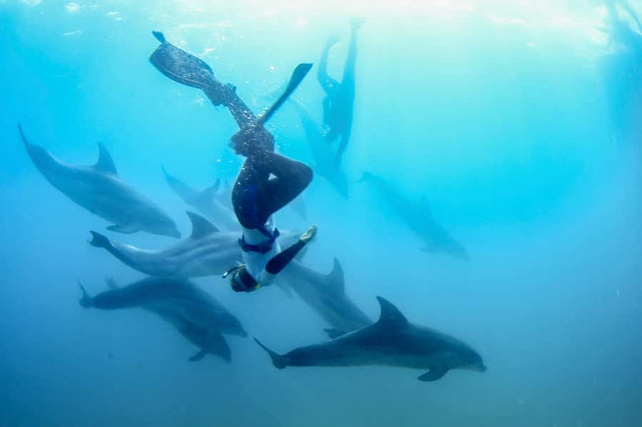 Sorrento: Dolphins & Seals Snorkeling Cruise w/ Lunch - First you meet at Sorrento Pier, then settle onto the Moonraker