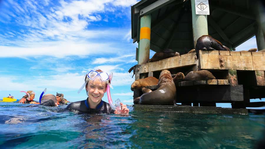 Sorrento: Dolphins & Seals Snorkeling Cruise w/ Lunch - Australian fur seals in shallow water: close encounters with curiosity