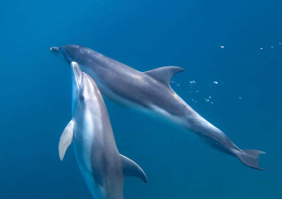 Sorrento: Dolphins & Seals Snorkeling Cruise w/ Lunch - Lunch and hot drinks onboard: a simple reset between swims
