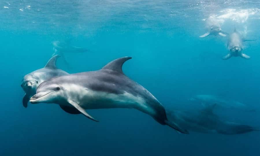 Sorrento: Dolphins & Seals Snorkeling Cruise w/ Lunch - What you really pay for: a lot is included for $148