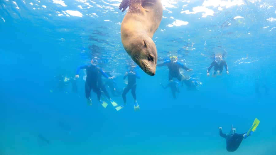 Sorrento: Dolphins & Seals Snorkeling Cruise w/ Lunch - Practical tips so your snorkel session feels smooth