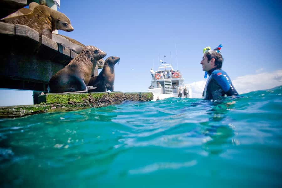 Sorrento: Dolphins & Seals Snorkeling Cruise w/ Lunch - Should you book the Sorrento dolphins and seals snorkel cruise?