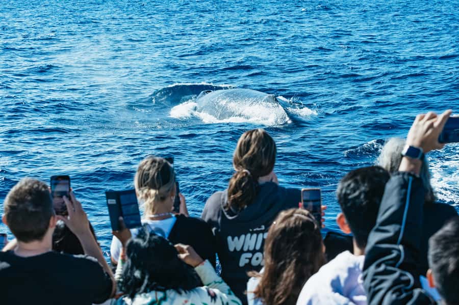 Spirit of Gold Coast 2.5-Hour Whale Watching Tour - Gold Coast Humpback Season: What June to October Actually Means