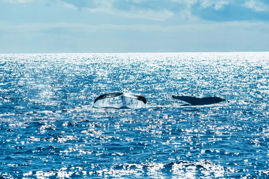 Spirit of Gold Coast 2.5-Hour Whale Watching Tour - Mariners Cove to the 24-Metre Catamaran: How the Trip Starts