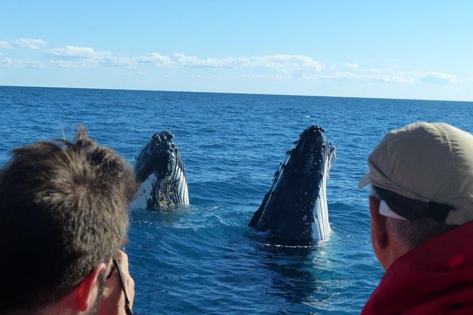 Spirit of Hervey Bay Whale Watching Cruise - Where the cruise fits in Hervey Bay