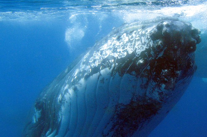 Spirit of Hervey Bay Whale Watching Cruise - The boat experience: decks, underwater rooms, and hydrophone