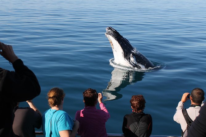 Spirit of Hervey Bay Whale Watching Cruise - The half-day route: Platypus Bay to whale sighting zones