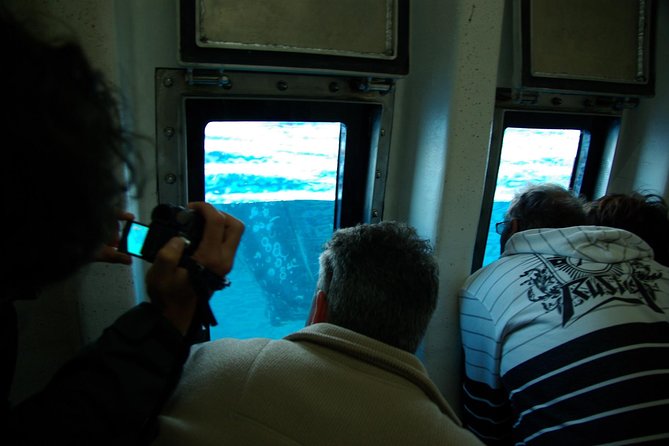 Spirit of Hervey Bay Whale Watching Cruise - What you might see: whales plus bonus wildlife