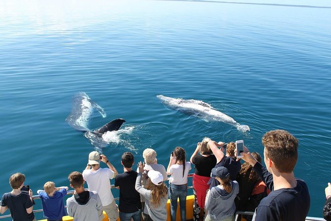 Spirit of Hervey Bay Whale Watching Cruise - Onboard commentary: learning what you are watching