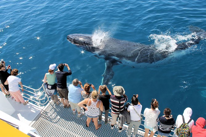 Spirit of Hervey Bay Whale Watching Cruise - How long do you really spend whale hunting?