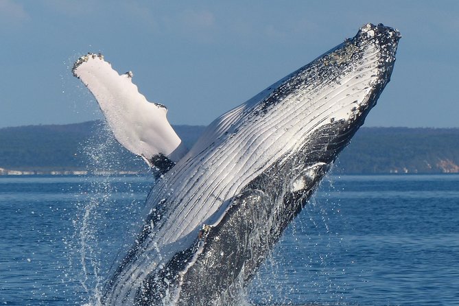 Spirit of Hervey Bay Whale Watching Cruise - Getting to Whale Bay Marina without stress