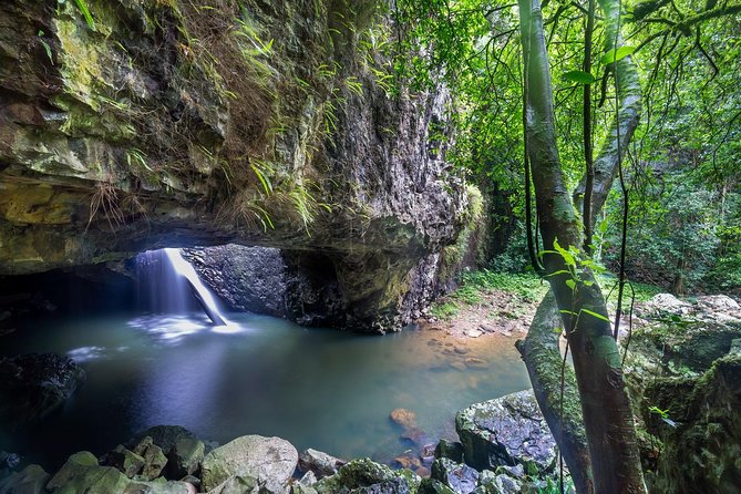 Springbrook andTamborine Rainforest Tour Incl Natural Bridge and Glow Worm Cave - Quick hits worth knowing