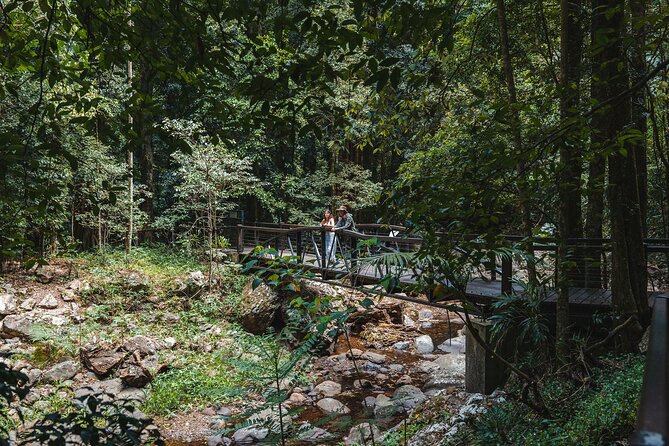 Springbrook andTamborine Rainforest Tour Incl Natural Bridge and Glow Worm Cave - Tamborine Mountain Glow Worm Caves: how the daytime show still works