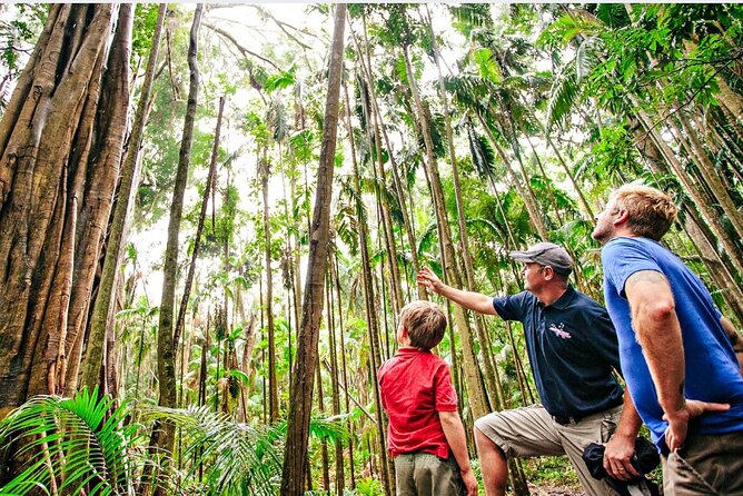 Springbrook Waterfalls & Natural Bridge Tour from Gold Coast - Springbrook National Park in 5 hours, no rental car needed