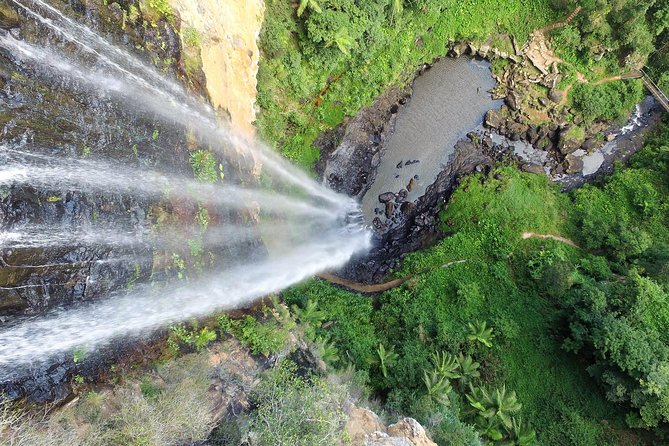 Springbrook Waterfalls & Natural Bridge Tour from Gold Coast - Wildlife and rainforest talk: how guides add real value