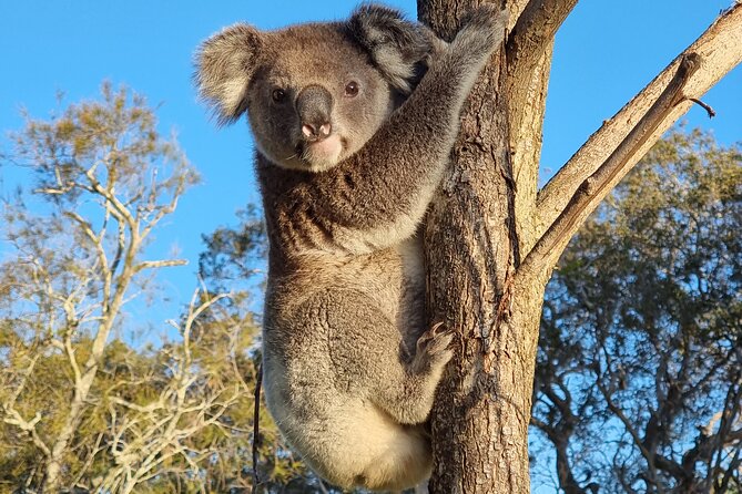 Stradbroke Island Eco Day Trip from Brisbane – Wildlife & Beaches - Quick hits before you go