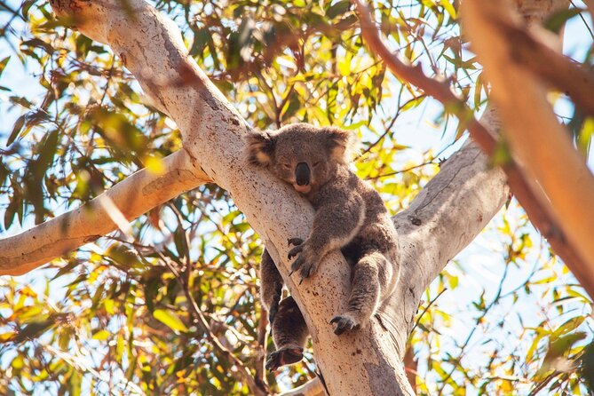 Stradbroke Island Eco Day Trip from Brisbane – Wildlife & Beaches - Cylinder Beach: swim time, sand-between-your-toes reset, and beach games
