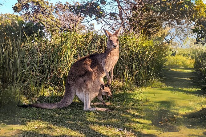 Stradbroke Island Eco Day Trip from Brisbane – Wildlife & Beaches - Amity Point Jetty: koala sightings, gum trees, and shore dolphins