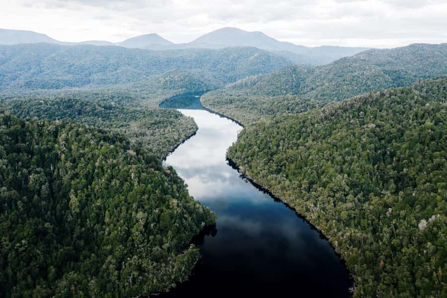 Strahan: World Heritage Cruise on Gordon River with Lunch - Huon Pine moment: seeing one of the oldest living things