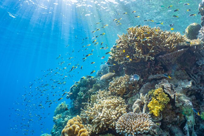 Sunlover Reef Cruises Cairns Great Barrier Reef Experience - Crowds, Coral Reality Checks, and Managing Expectations
