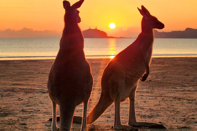 Sunrise with the kangaroos and wallabies - Key things that make this tour worth your early alarm