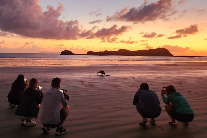 Sunrise with the kangaroos and wallabies - Breakfast in the bush: the calm after the chaos