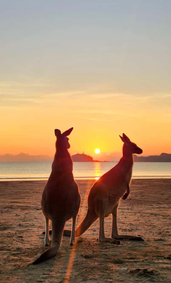 Sunrise with the Kangaroos & Wallabies - Airlie Beach - Cape Hillsborough National Park bush walk and lookout over the bay