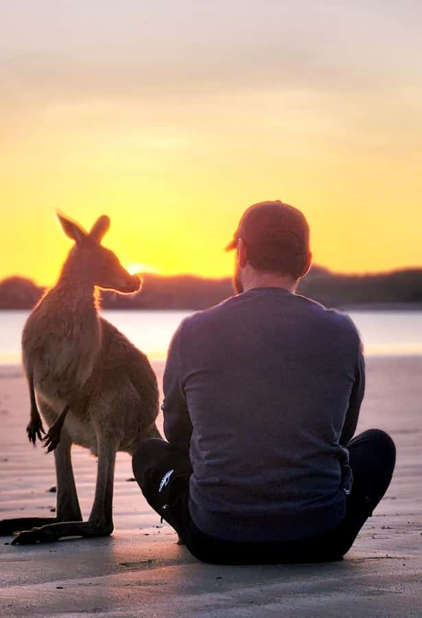 Sunrise with the Kangaroos & Wallabies - Airlie Beach - Wildlife viewing and photography tips for kangaroos, wallabies, and joeys