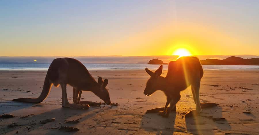 Sunrise with the Kangaroos & Wallabies - Airlie Beach - Price and value: is $109 per person worth this 7-hour morning?