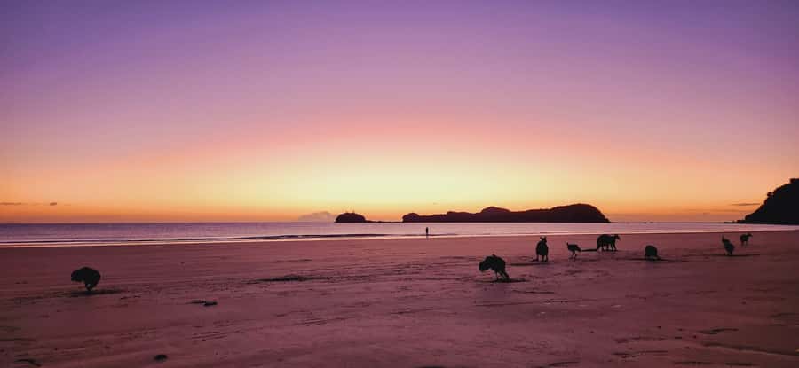 Sunrise with the Kangaroos & Wallabies - Airlie Beach - Who should book, and who should skip this Kangaroos and Wallabies sunrise