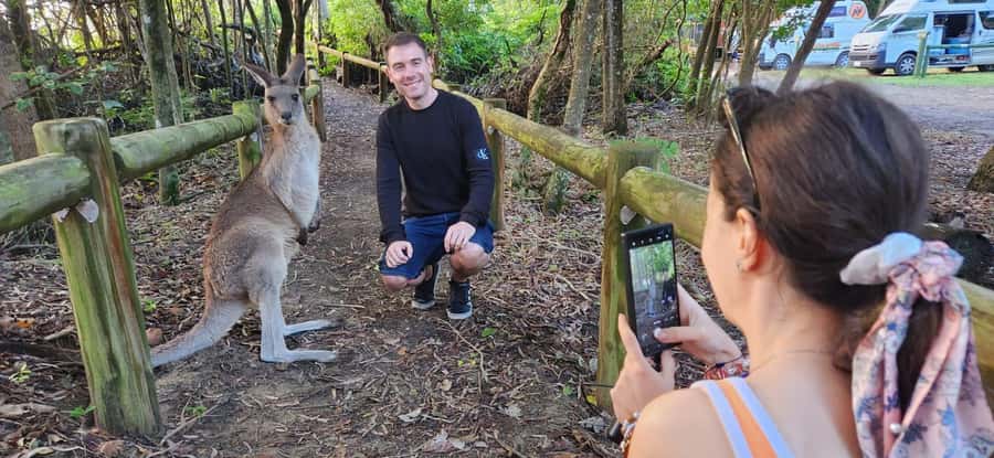 Sunrise with the Kangaroos & Wallabies - Airlie Beach - Should you book Sunrise with the Kangaroos and Wallabies in Airlie Beach?