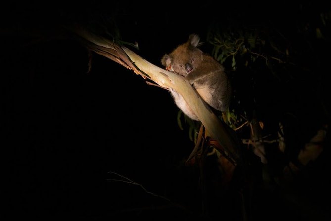 Sunset Nocturnal Adventure Tour - Key things to know before you go