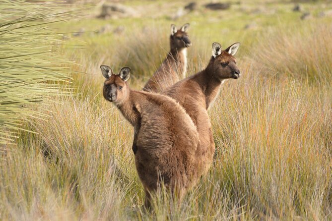 Sunset Nocturnal Adventure Tour - Your guide and the small-group advantage