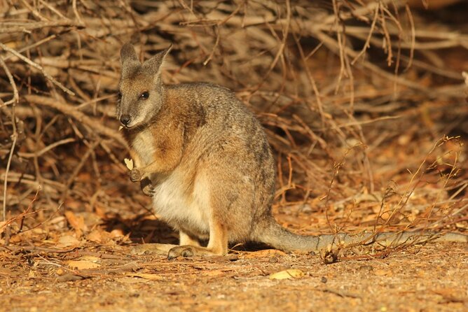 Sunset Nocturnal Adventure Tour - Price and value: what $60.97 buys you on Kangaroo Island