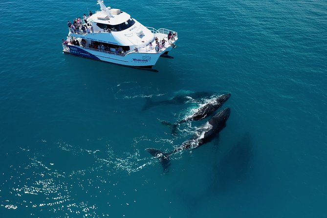Sunset Twilight Cruise in Hervey Bay - Wildlife Viewing at Sunset: How to Think, Not Just Hope