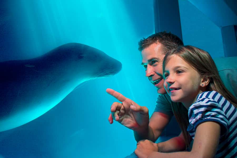 Sunshine Coast: SEA LIFE Sunshine Coast Entry Ticket - Key highlights you should plan around