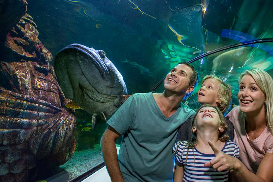 Sunshine Coast: SEA LIFE Sunshine Coast Entry Ticket - SEA LIFE Sunshine Coast in Mooloolaba, and why it fits well