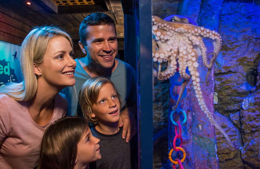 Sunshine Coast: SEA LIFE Sunshine Coast Entry Ticket - The ocean tunnel and seal show: where the wow factor is quickest