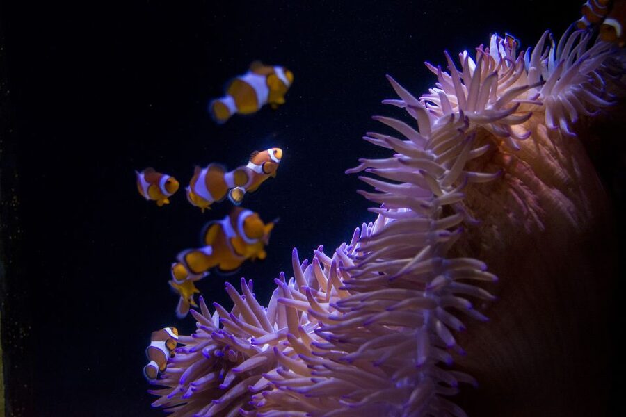 Sunshine Coast: SEA LIFE Sunshine Coast Entry Ticket - Seahorse Sanctuary: calm, close, and worth slowing down for