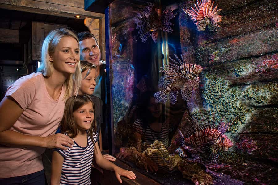 Sunshine Coast: SEA LIFE Sunshine Coast Entry Ticket - Pacific Reef: clown fish, coral gardens, and Queensland waters