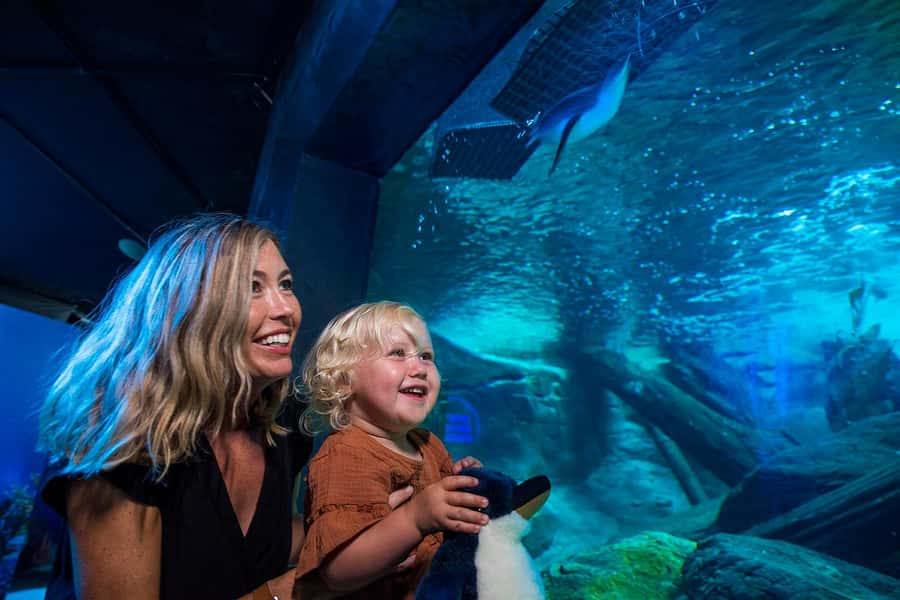 Sunshine Coast: SEA LIFE Sunshine Coast Entry Ticket - Wreck Zone and Coastal Wreck Zone: a newer reason to visit