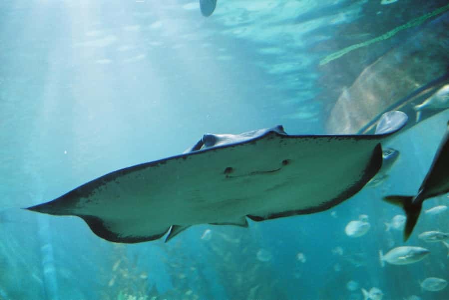Sunshine Coast: SEA LIFE Sunshine Coast Entry Ticket - What’s included in your ticket (and what is not)